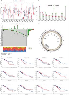 Identification and validation of mRNA profiles linked to ATP- induced cell death represent a novel prognostic model for breast cancer